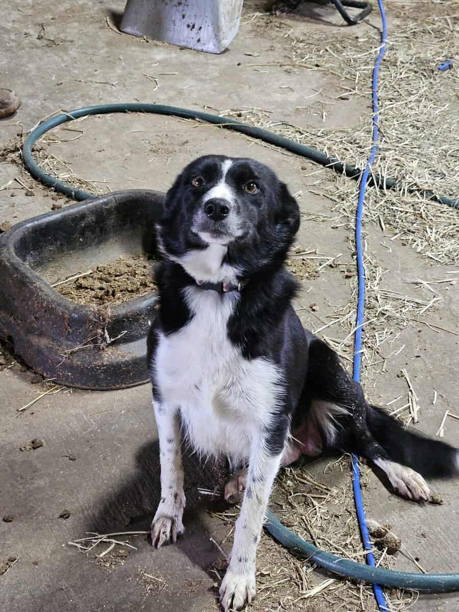 Border Collie Puppies image 6