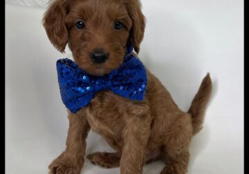 Woodstock Thanksgiving/Christmas puppy!