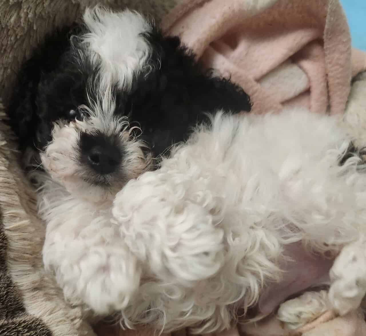 Male purebred party colored toy poodle image 2