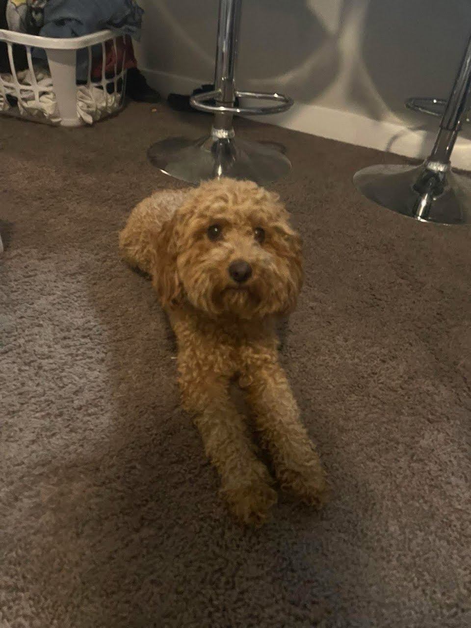 Winnie - 10 Week Old Mini Golden Doodle image 6