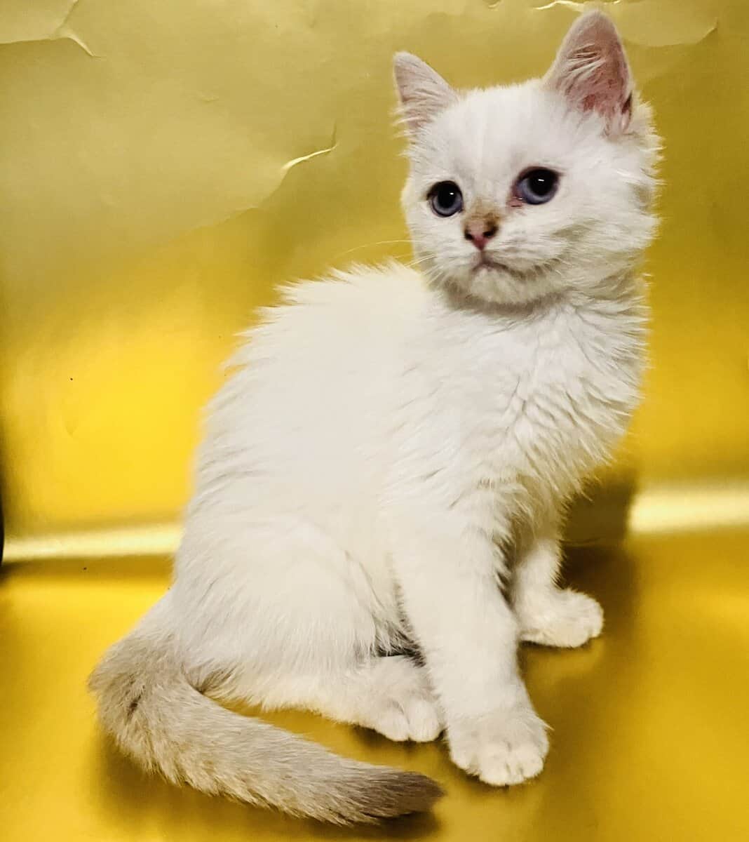 British Shorthair | Phoenix az image 4