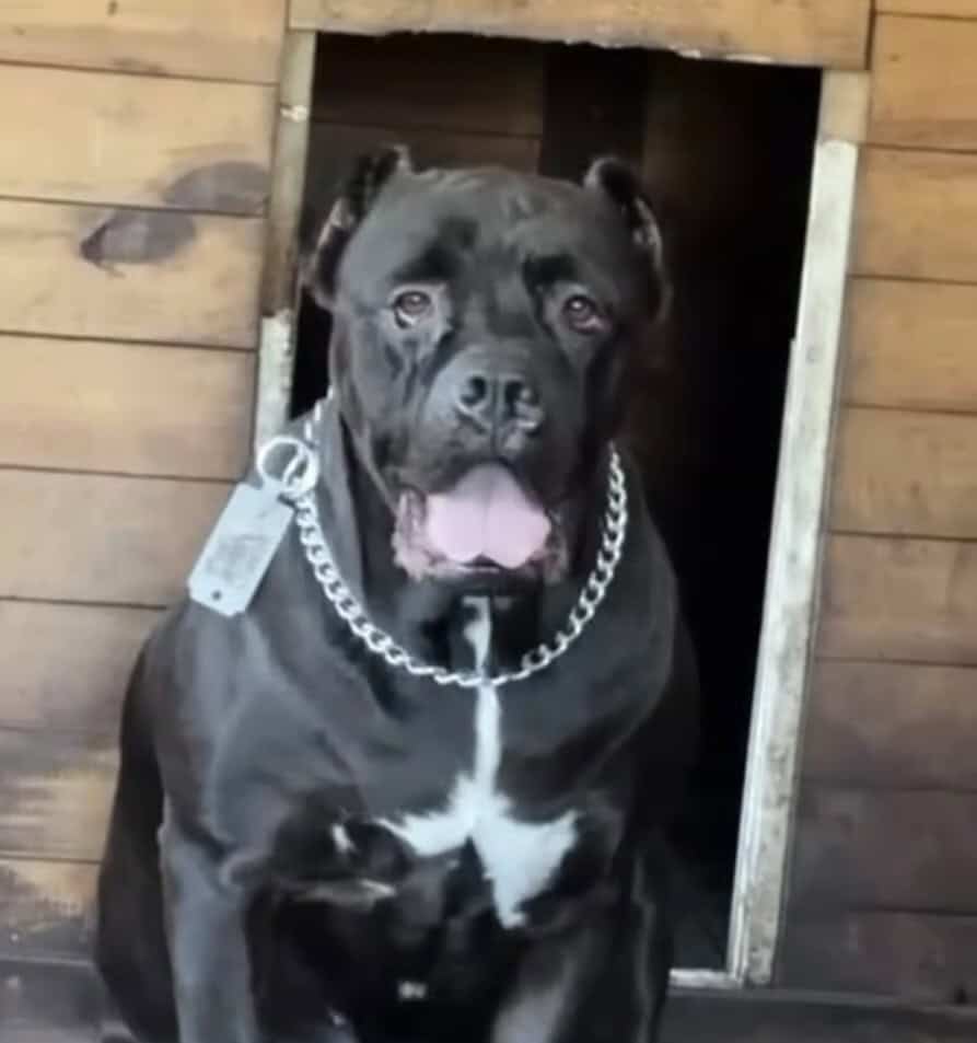 Cane Corso image 1