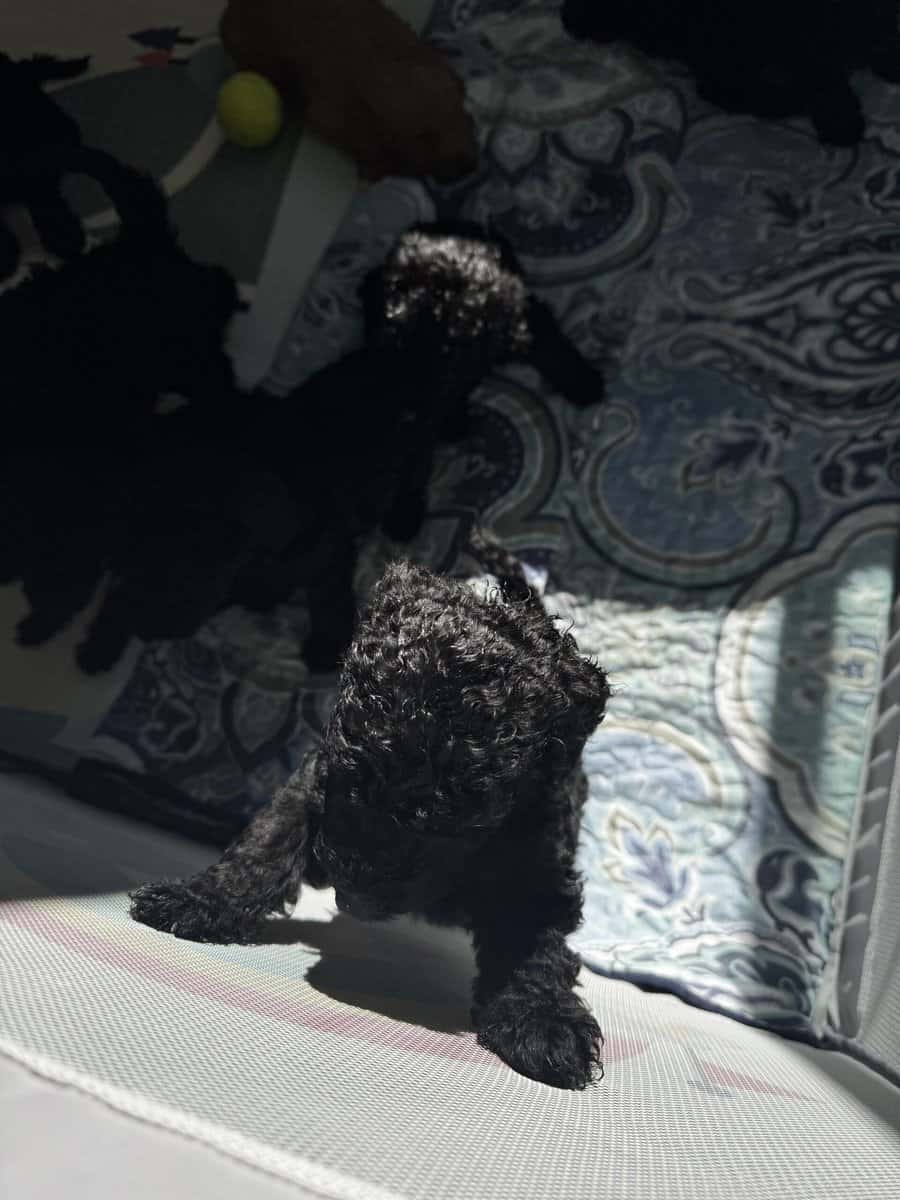 Standard Poodle Puppies – Family Raised – Ready image 5