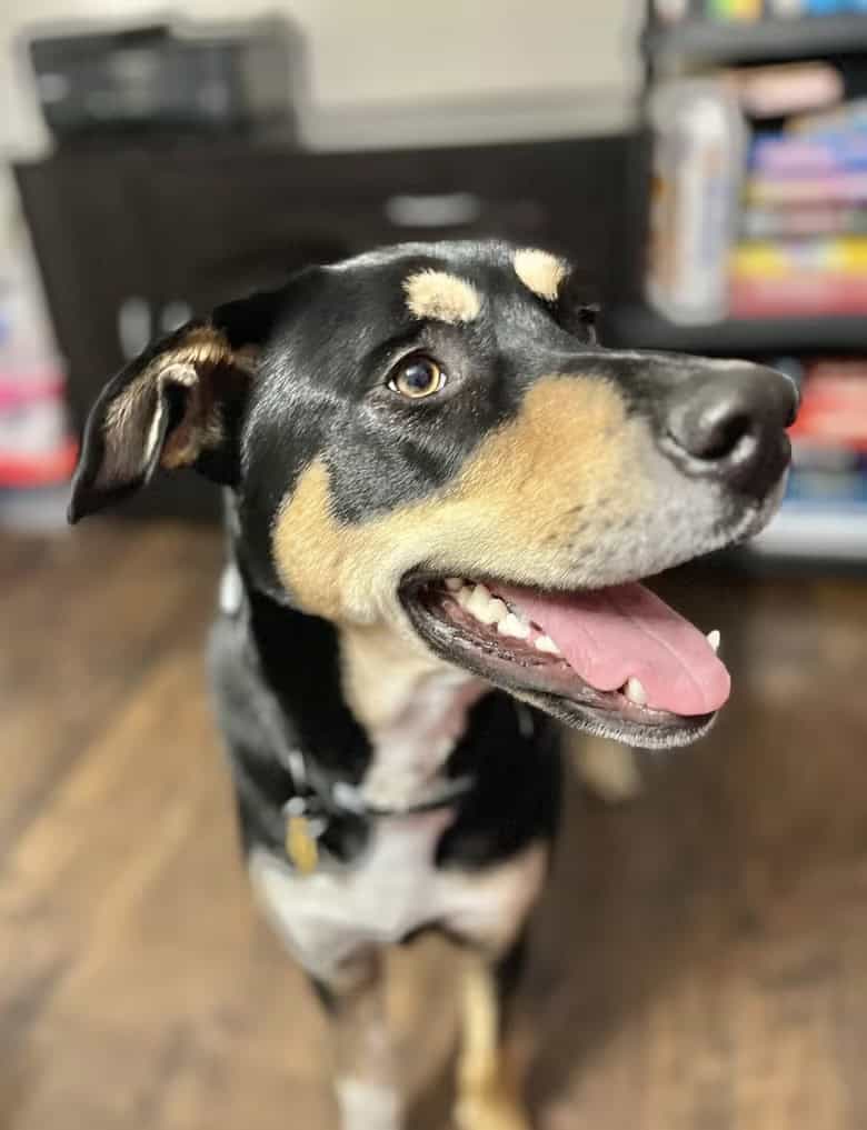 Looking for a new home - mixed breed husky / shep image 1