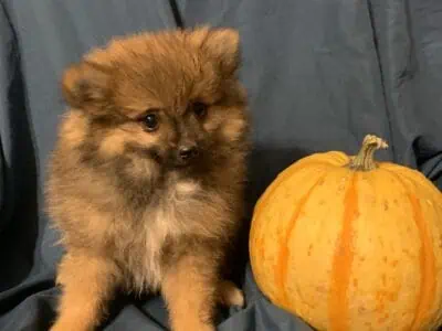 Pomeranian puppy