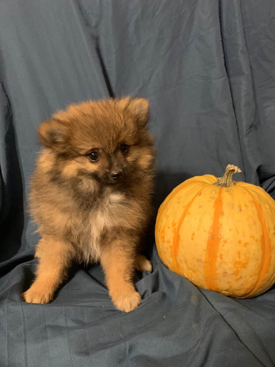 Pomeranian puppy image 1