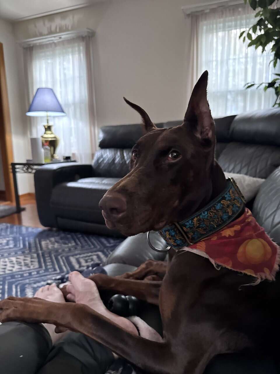 2 y/o Spayed Doberman for Sale image 1