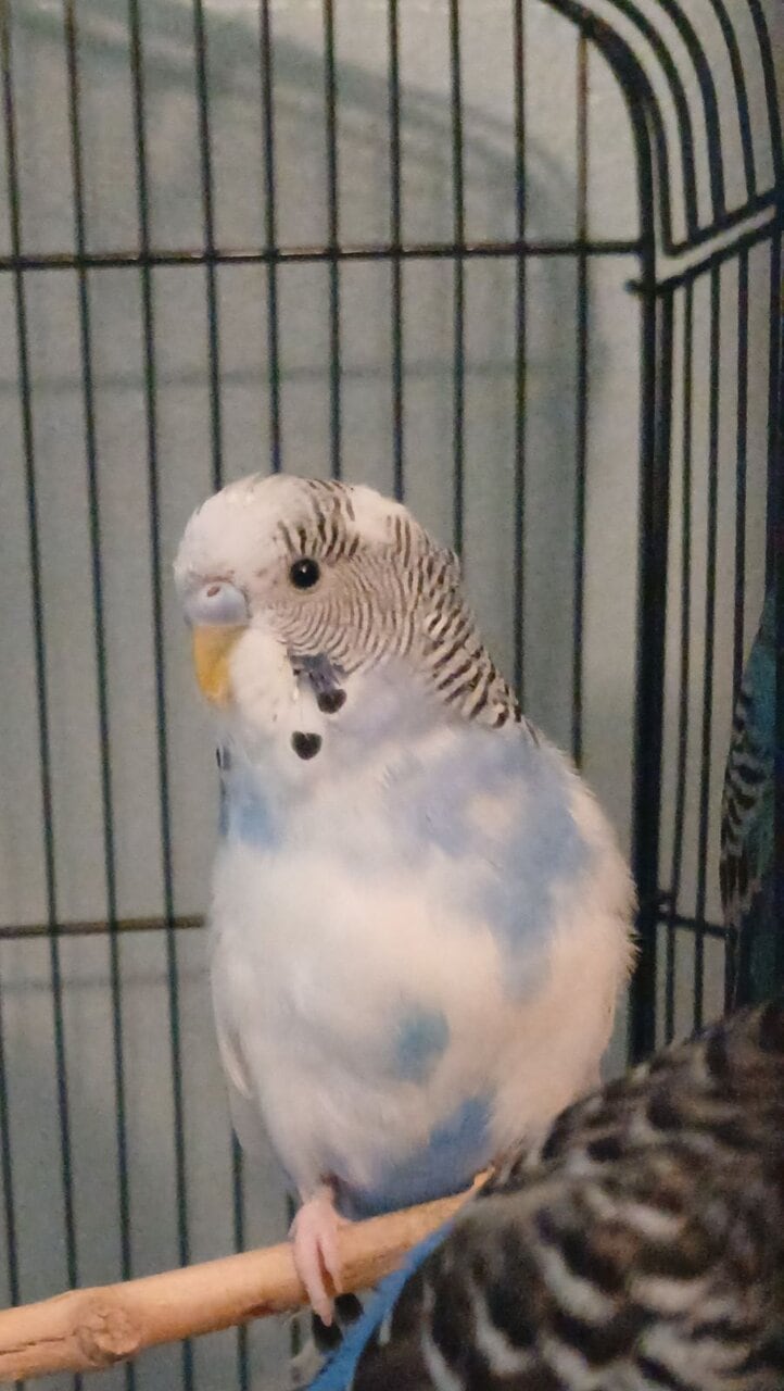 (Unavailable) White and blue mutation budgies image 9