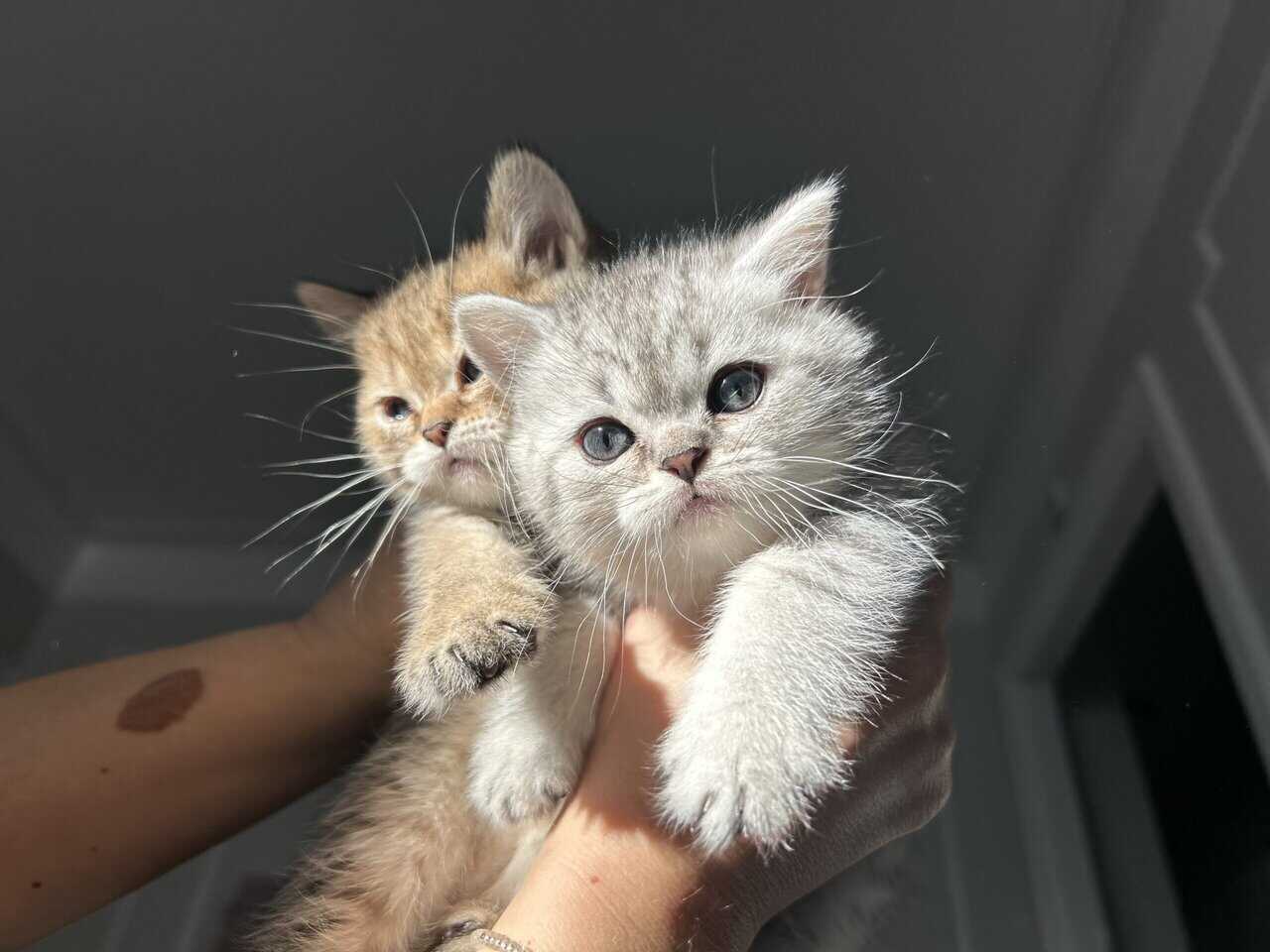 Scottish kittens image 13
