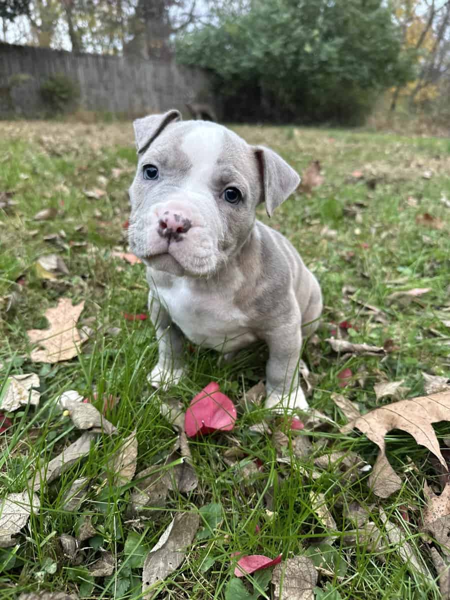Zelda (Champion Bloodline) image 6