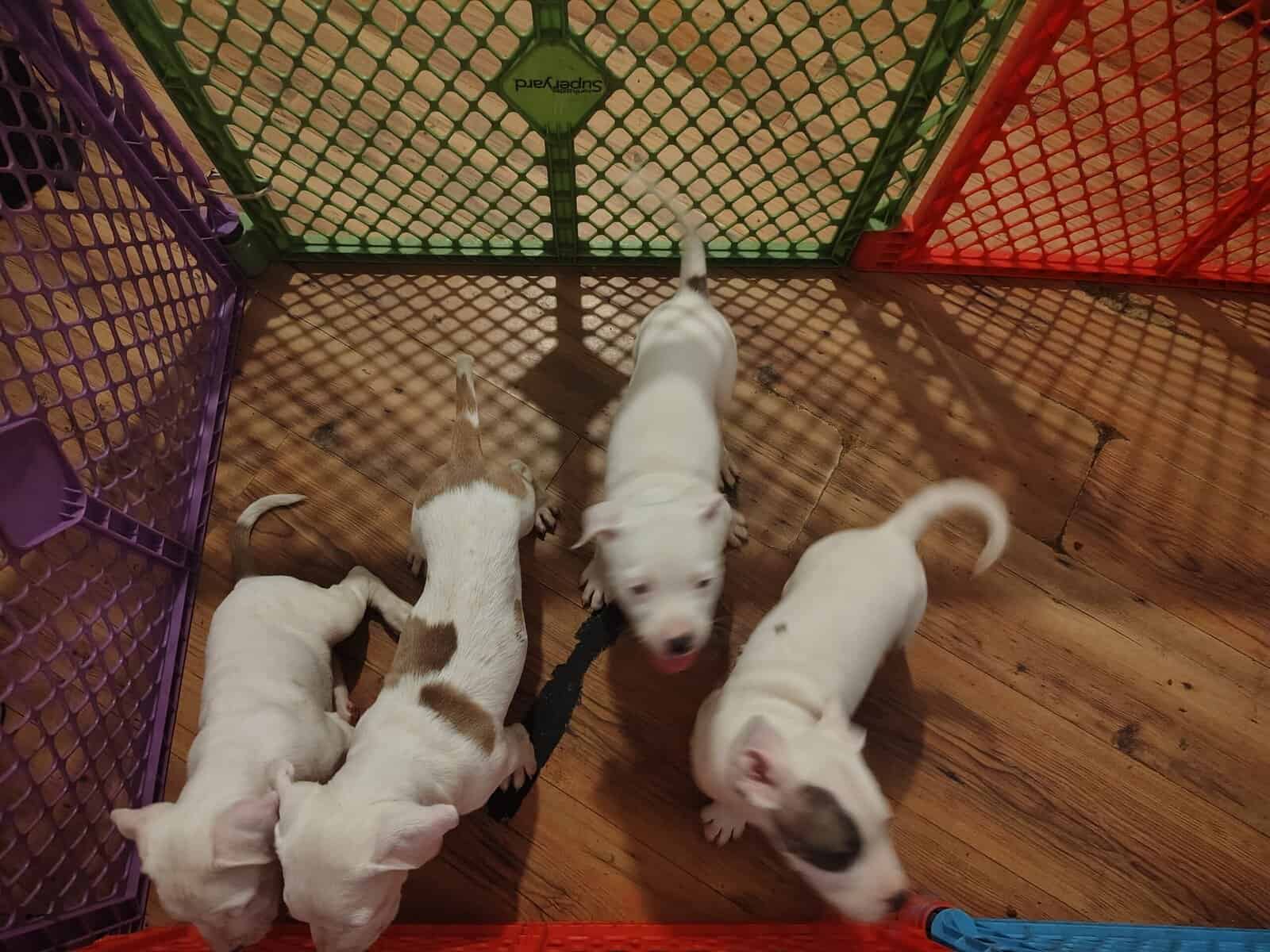 Rehoming-pitbull puppies image 13