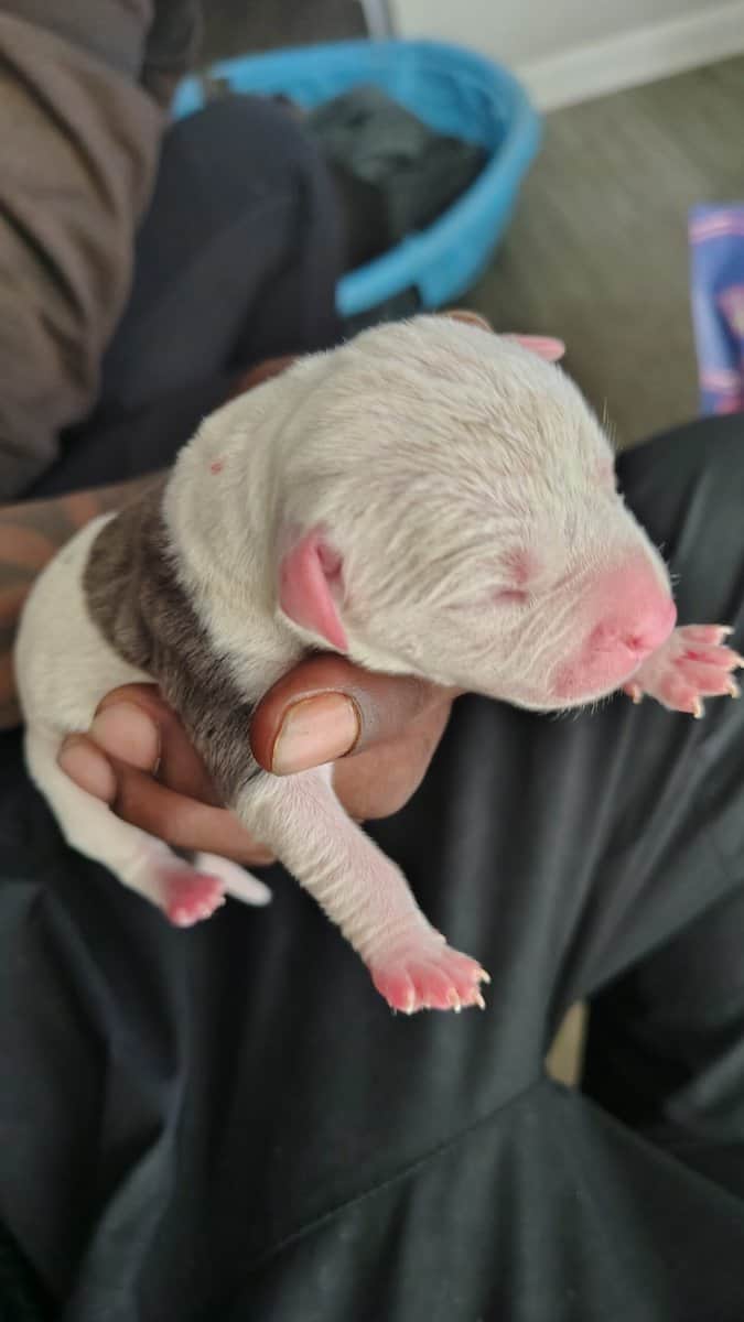 brand new bully pups born sun. 16th image 1