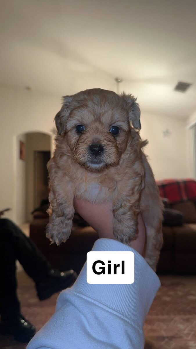 Toy poodle/ shih tzu image 1