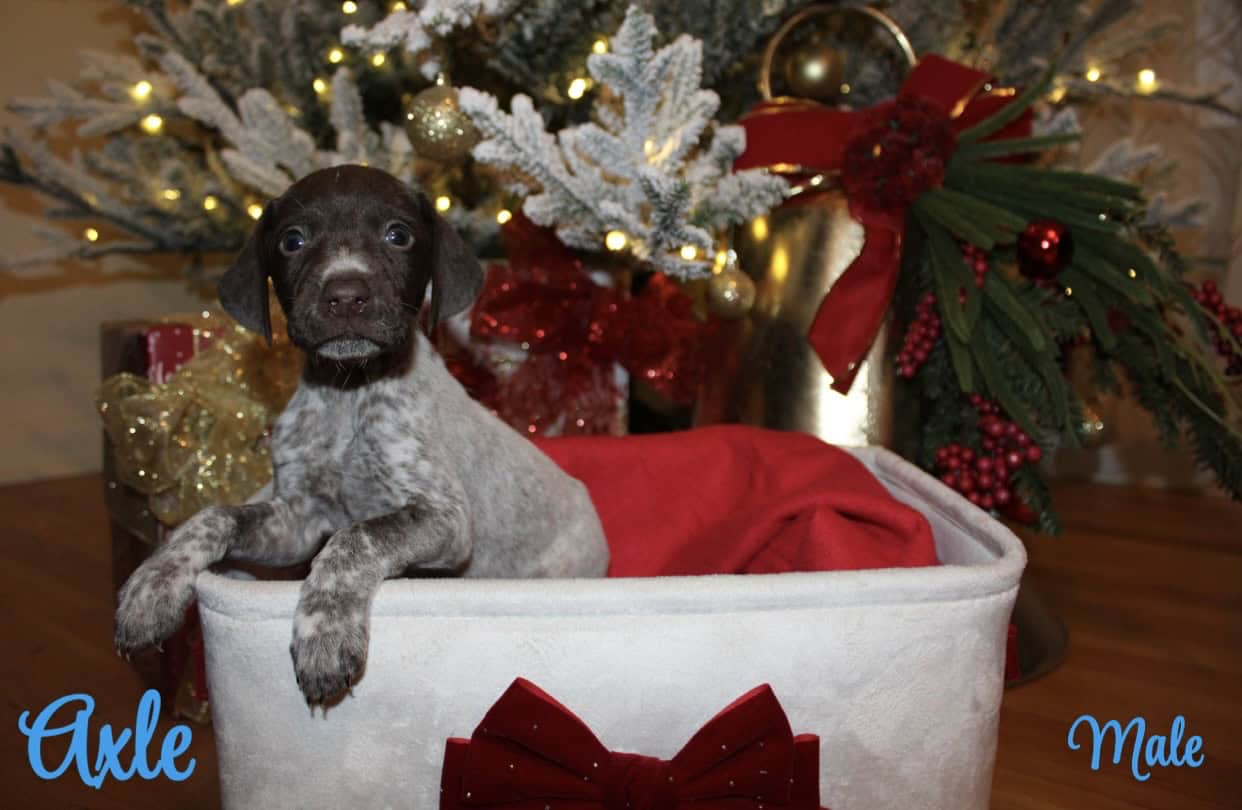 GERMAN SHORTHAIR POINTERS FOR SALE LITTER OF 10 image 1