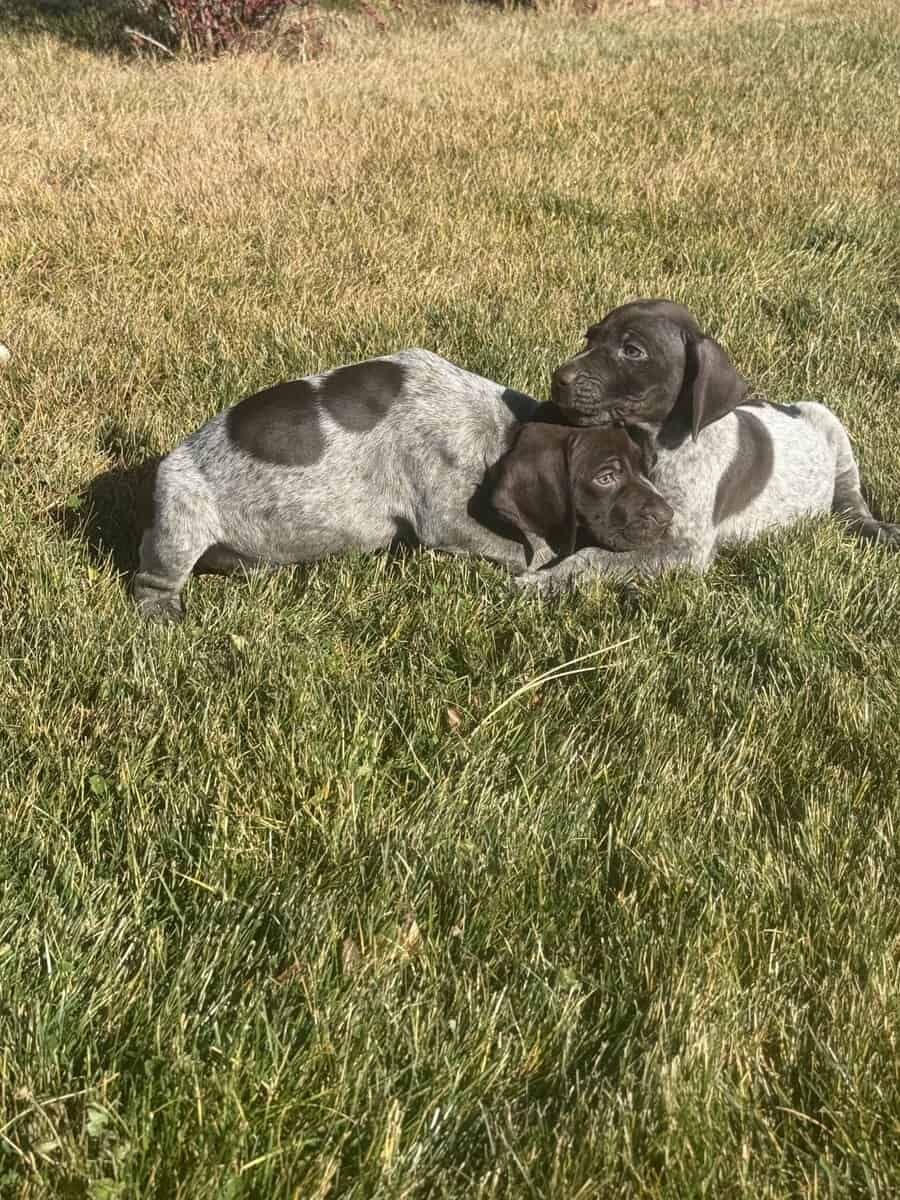 German Shorthair puppies image 2