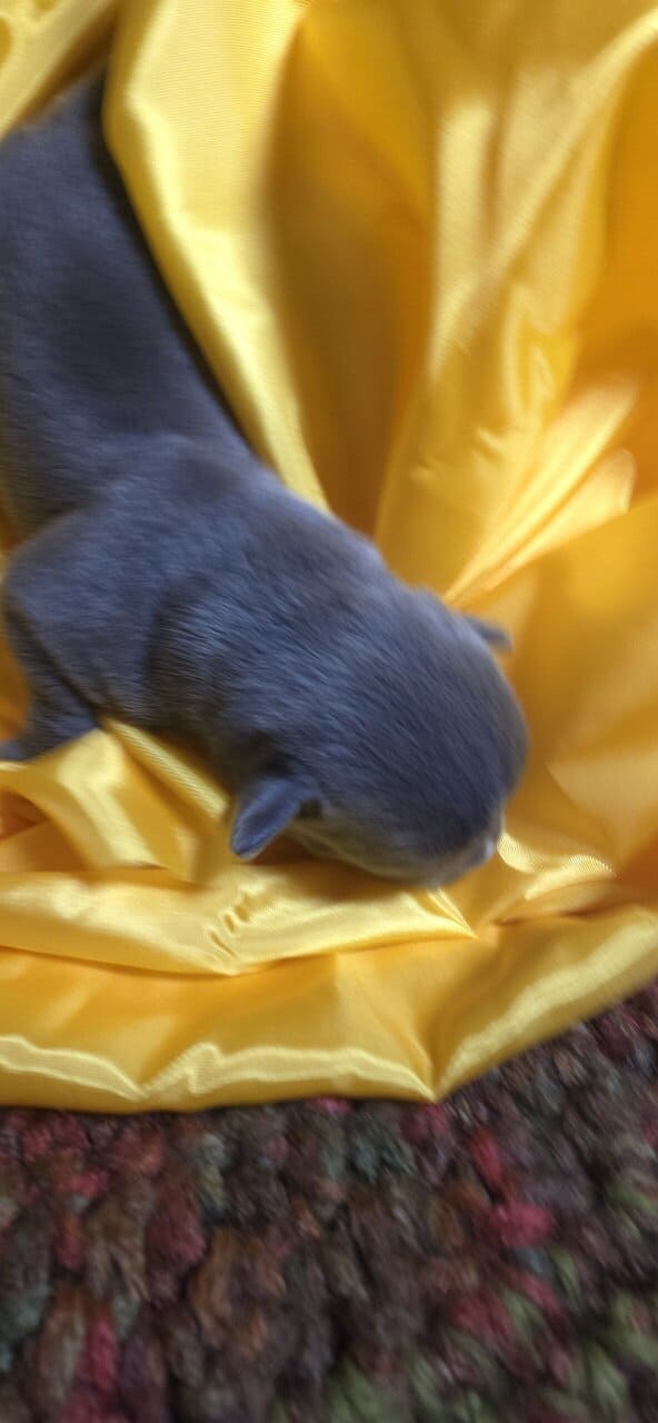 Pit bull puppies image 5