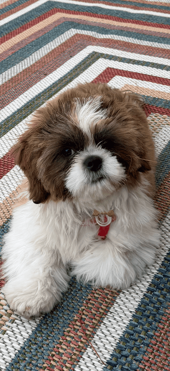 Shih Tzu for sale image 3