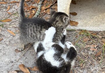 Adopt a kitten (or 2)