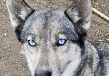Female Siberian Husky in Southern MN