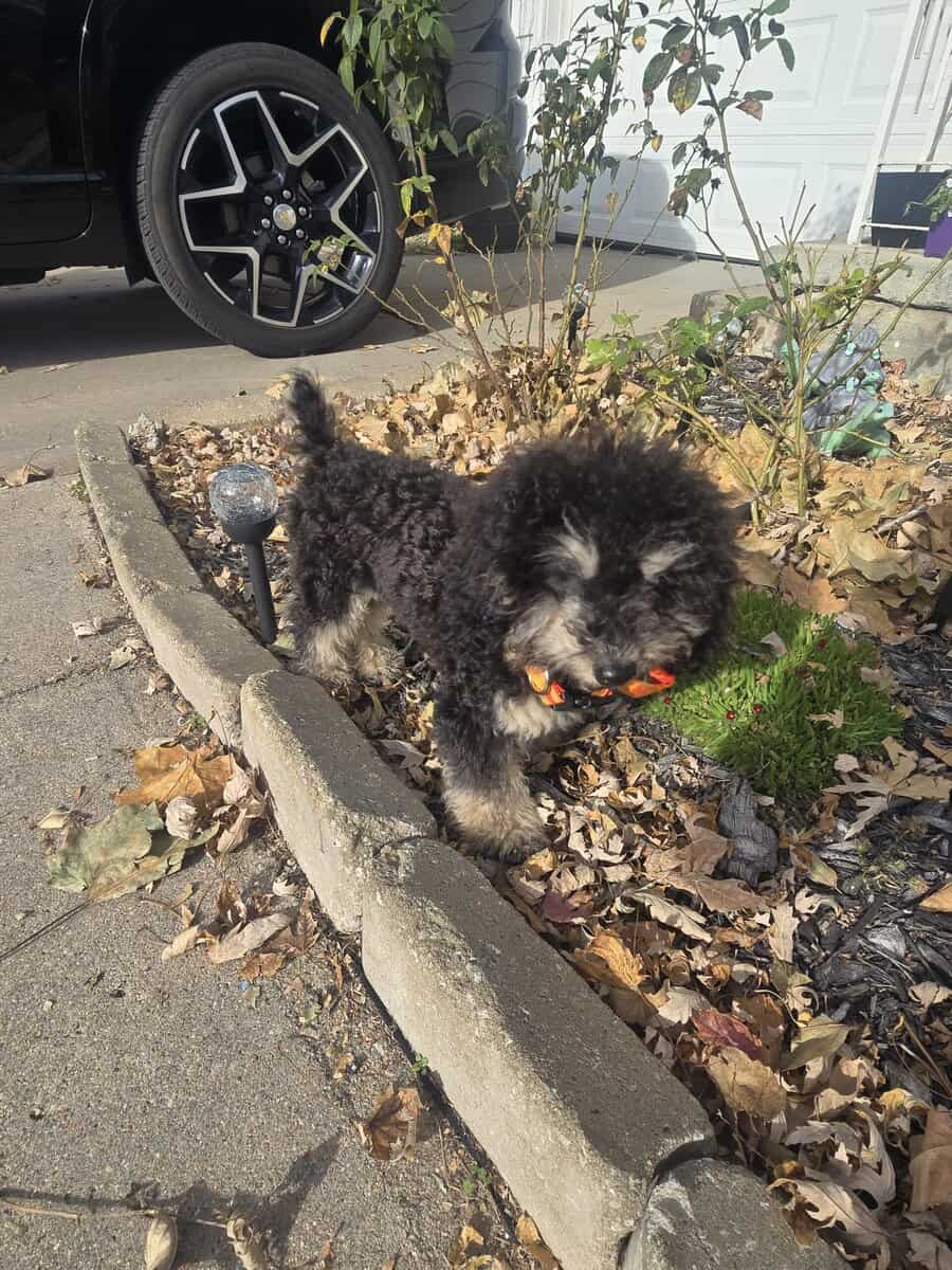 Mini poodle image 1