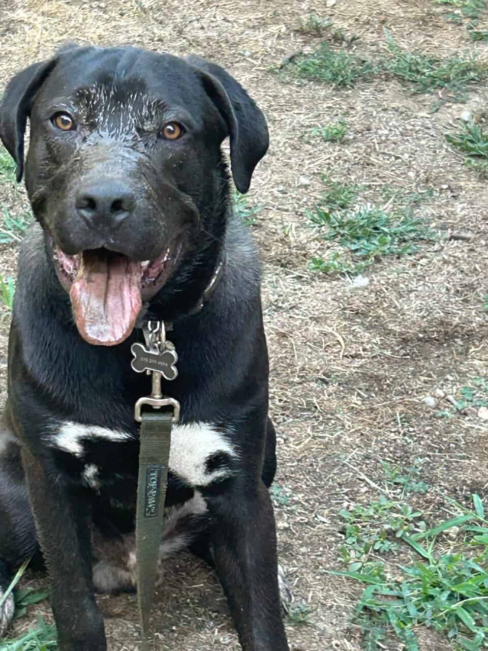 Male Puppy Pyrenees/Pitbull mix image 2