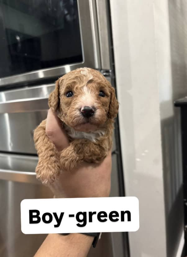 mini goldendoodle image 2