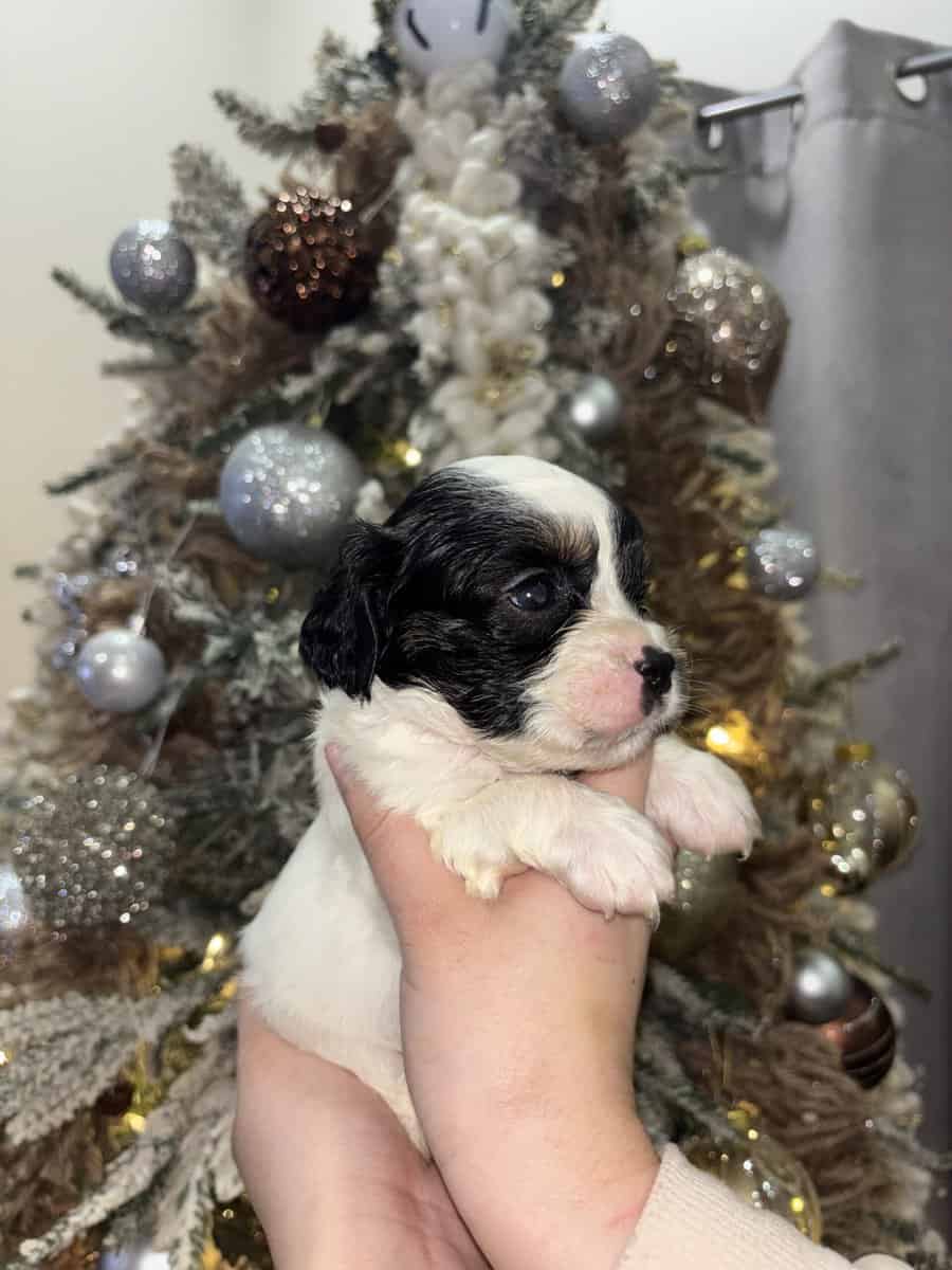 English Cocker Spaniel/French Bulldog Mix Puppies image 16