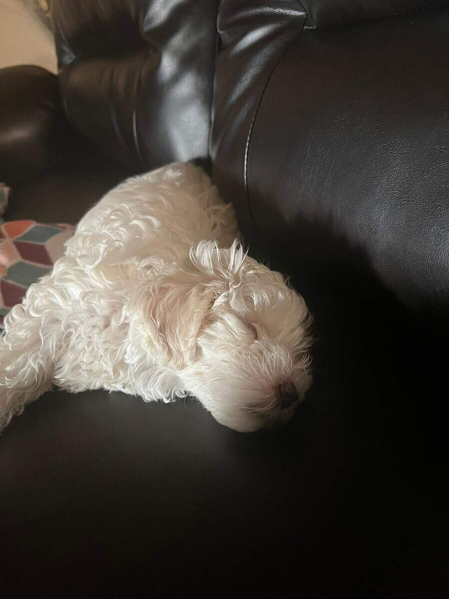 1 year old Maltese image 1