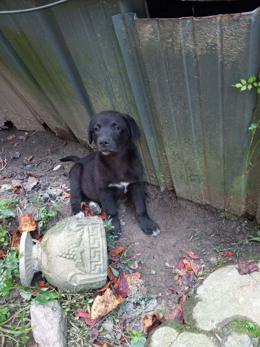 Great pryenees and black lab mix image 1