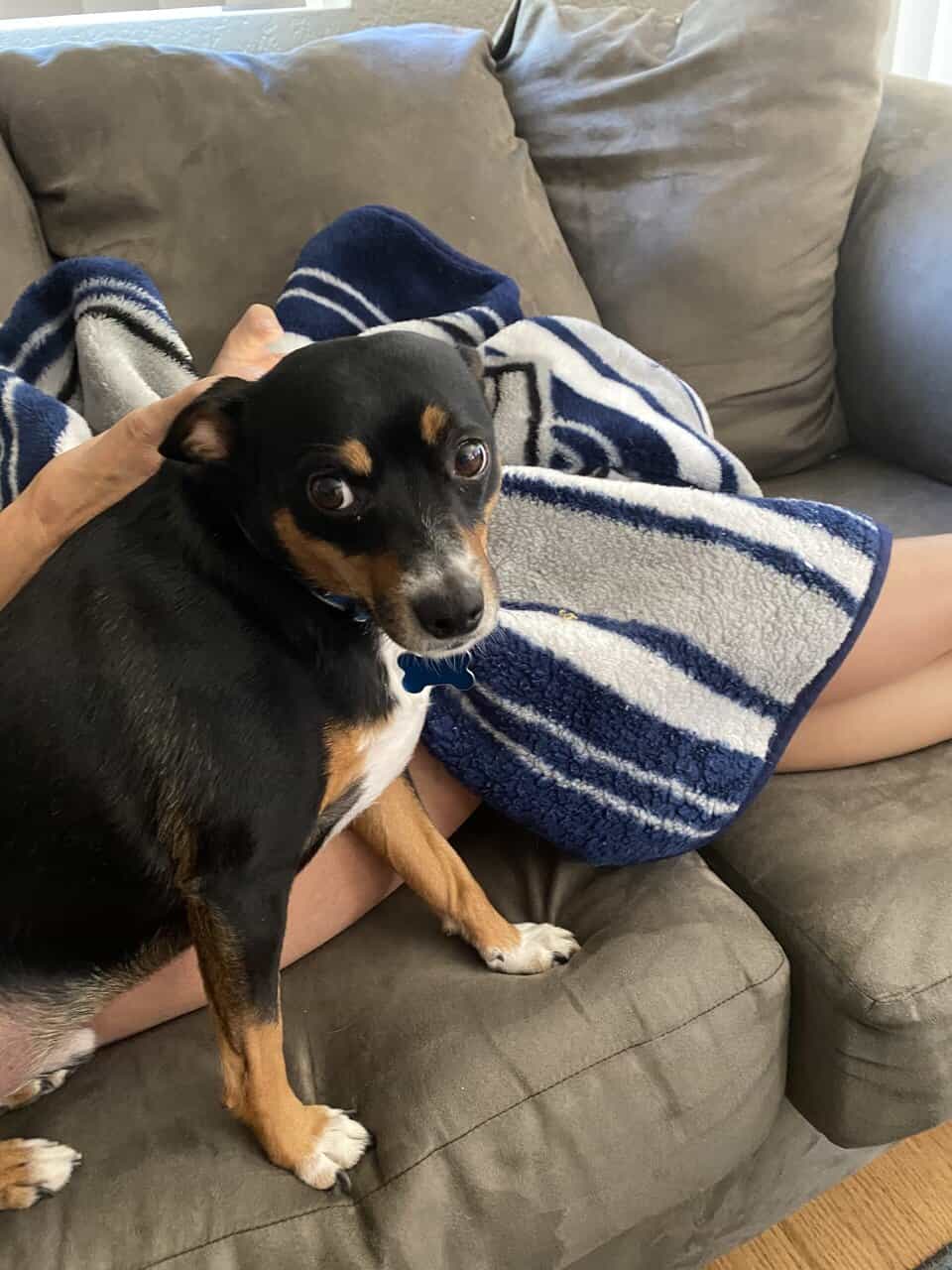 Rehoming my daughter's dog Luka image 1
