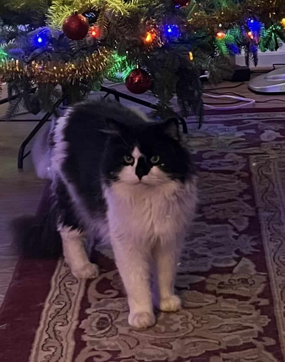 Purebred Ragdoll Male image 1