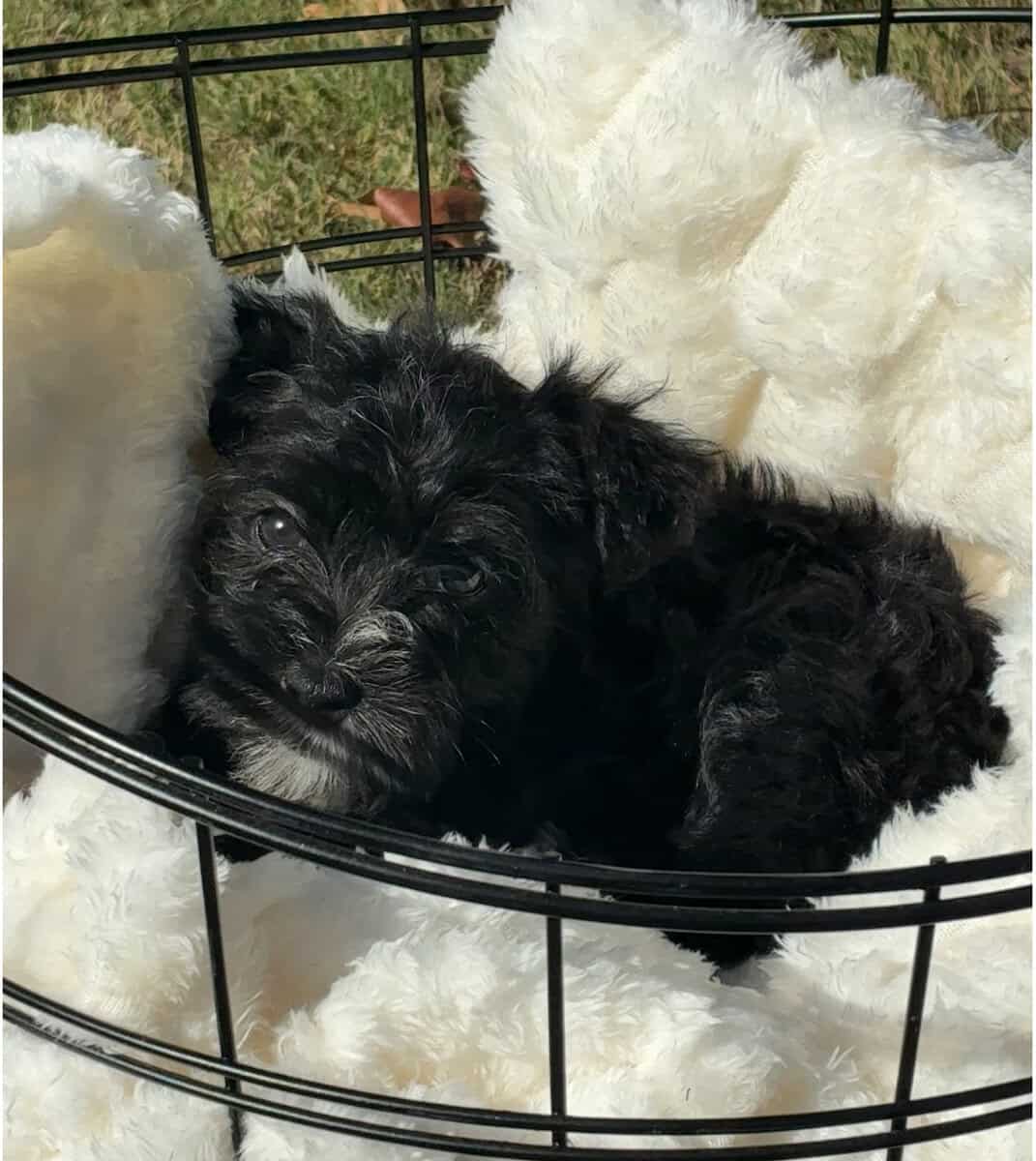 2 schnauzers for sale(feel free to buy one) image 2