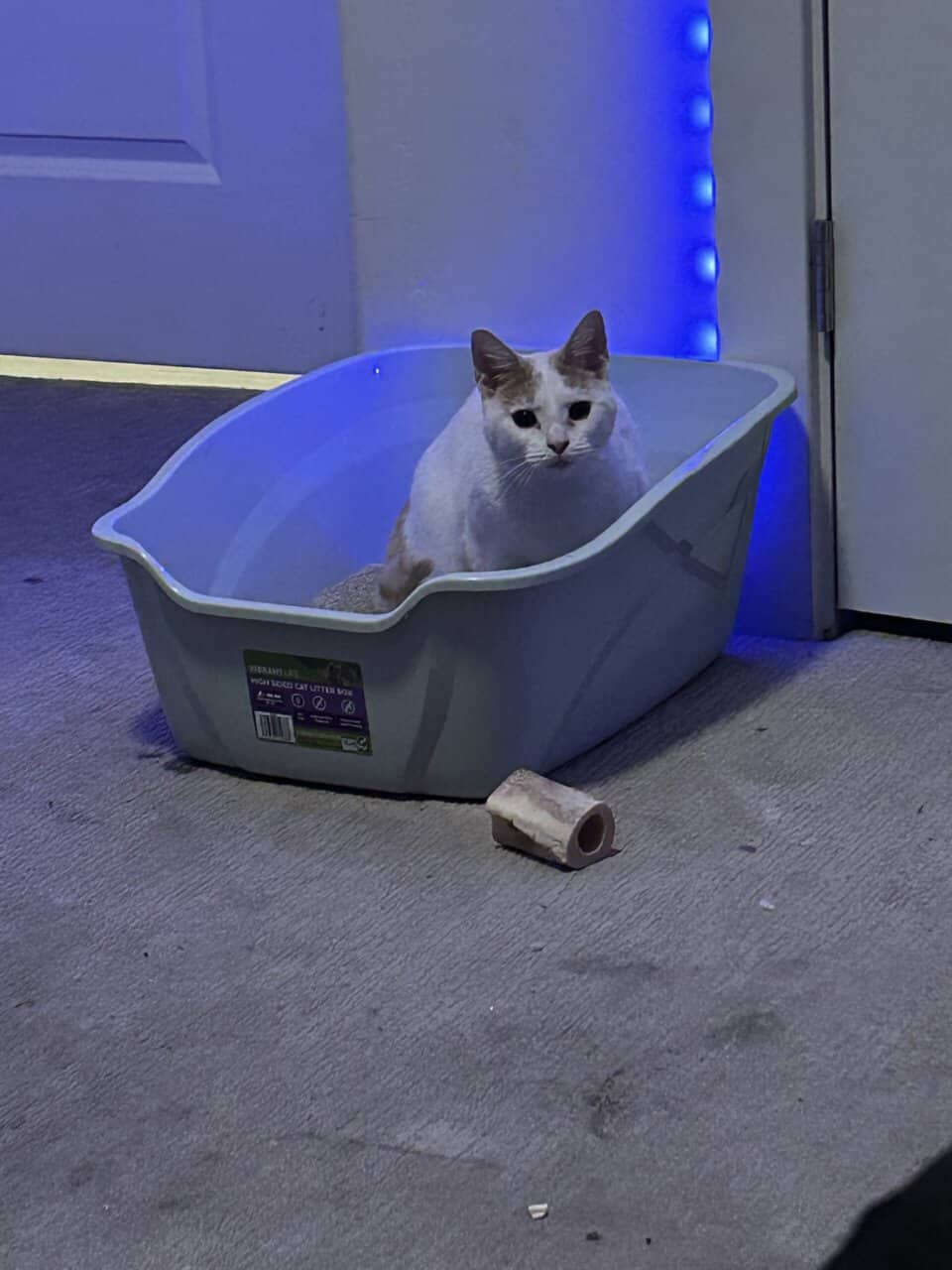 Cat for sale!! image 2