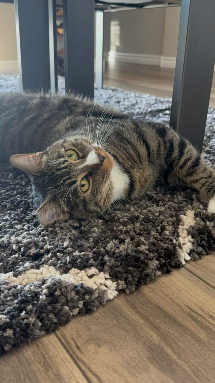 Needing a home for my Cat image 1