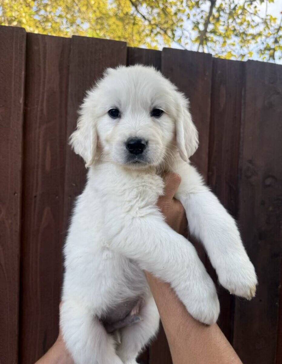 English cream golden retriever image 3