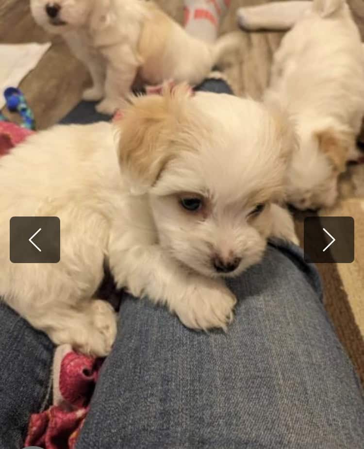 7weeks old maltese/maltipoo, Las Vegas image 1