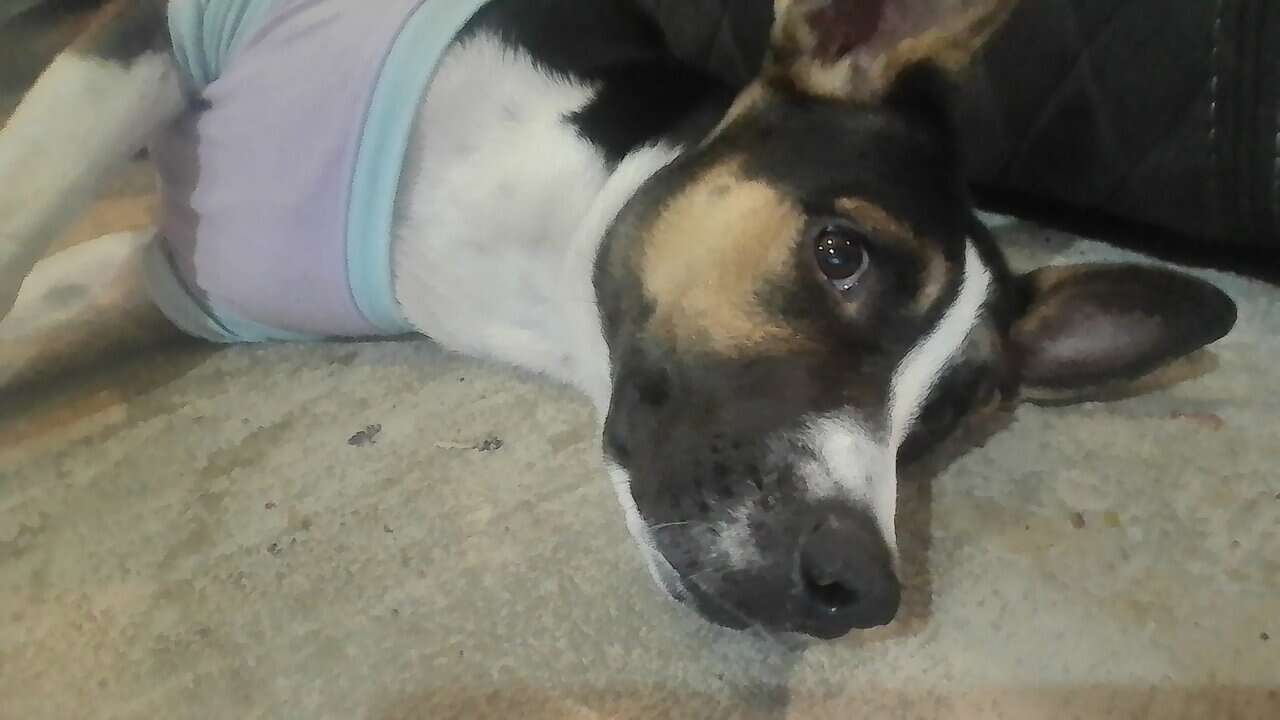 Free 7 month old!! image 1