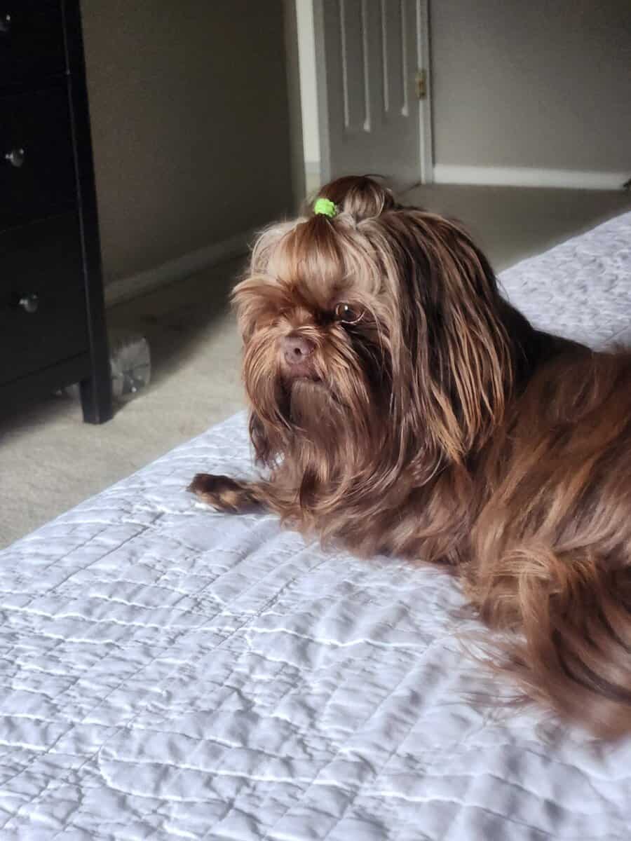 AKC Intact Male Shih Tzu image 2