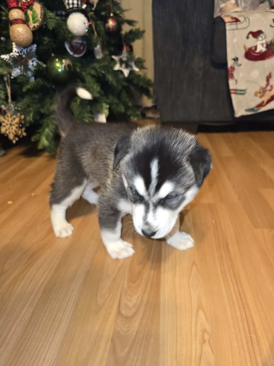 Siberian husky image 2
