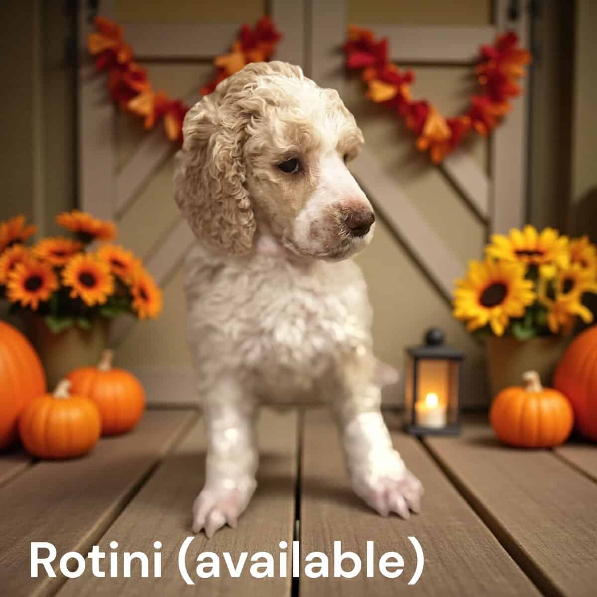 AKC Standard Poodle Puppies For Sale image 5