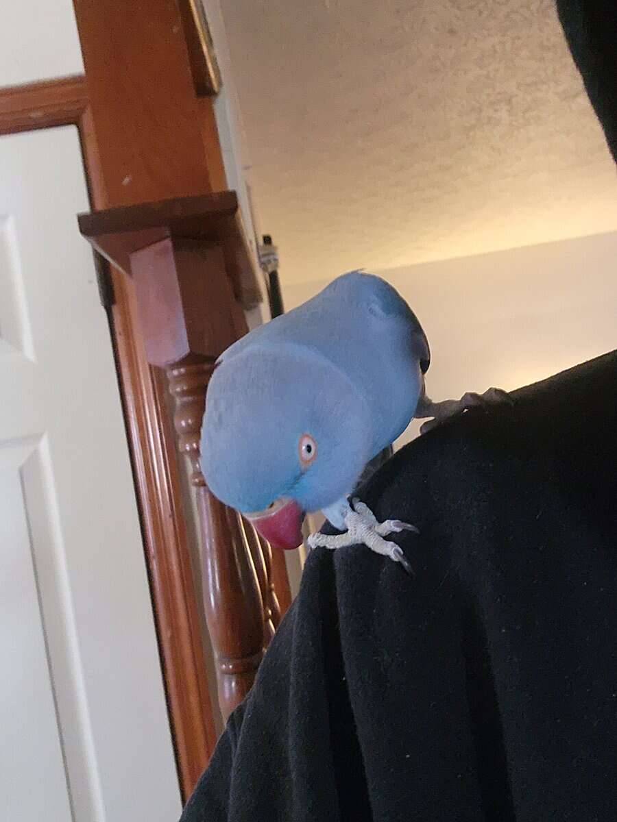 2yr old Cobalt blue indian ringneck image 1