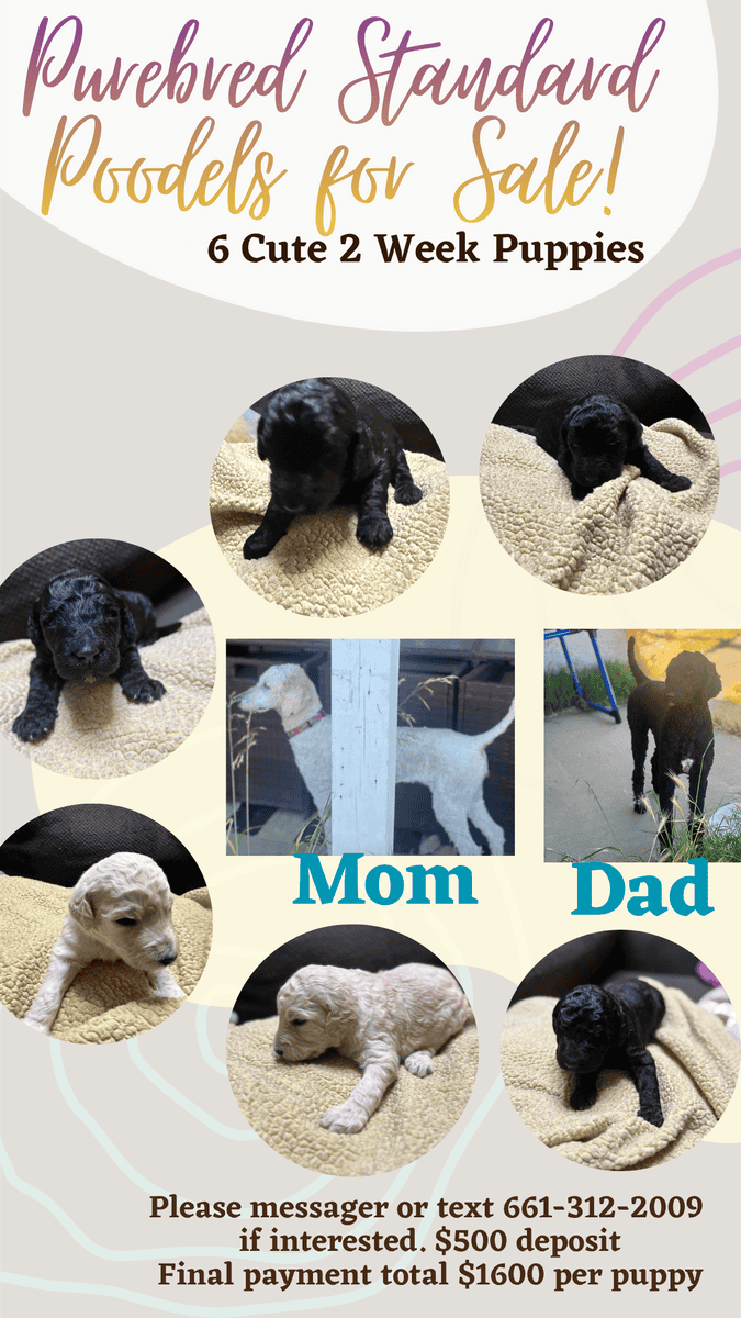 6 Seven Week Standard Poodles Puppies image 1