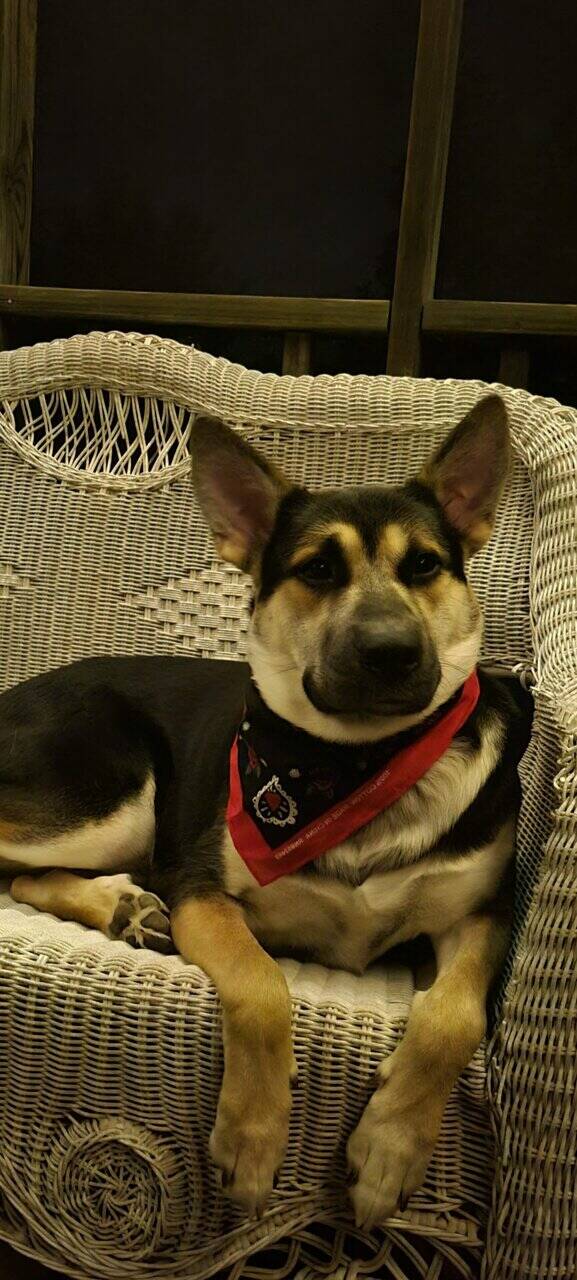 Rehoming Sweet German Shepherd Mix image 3