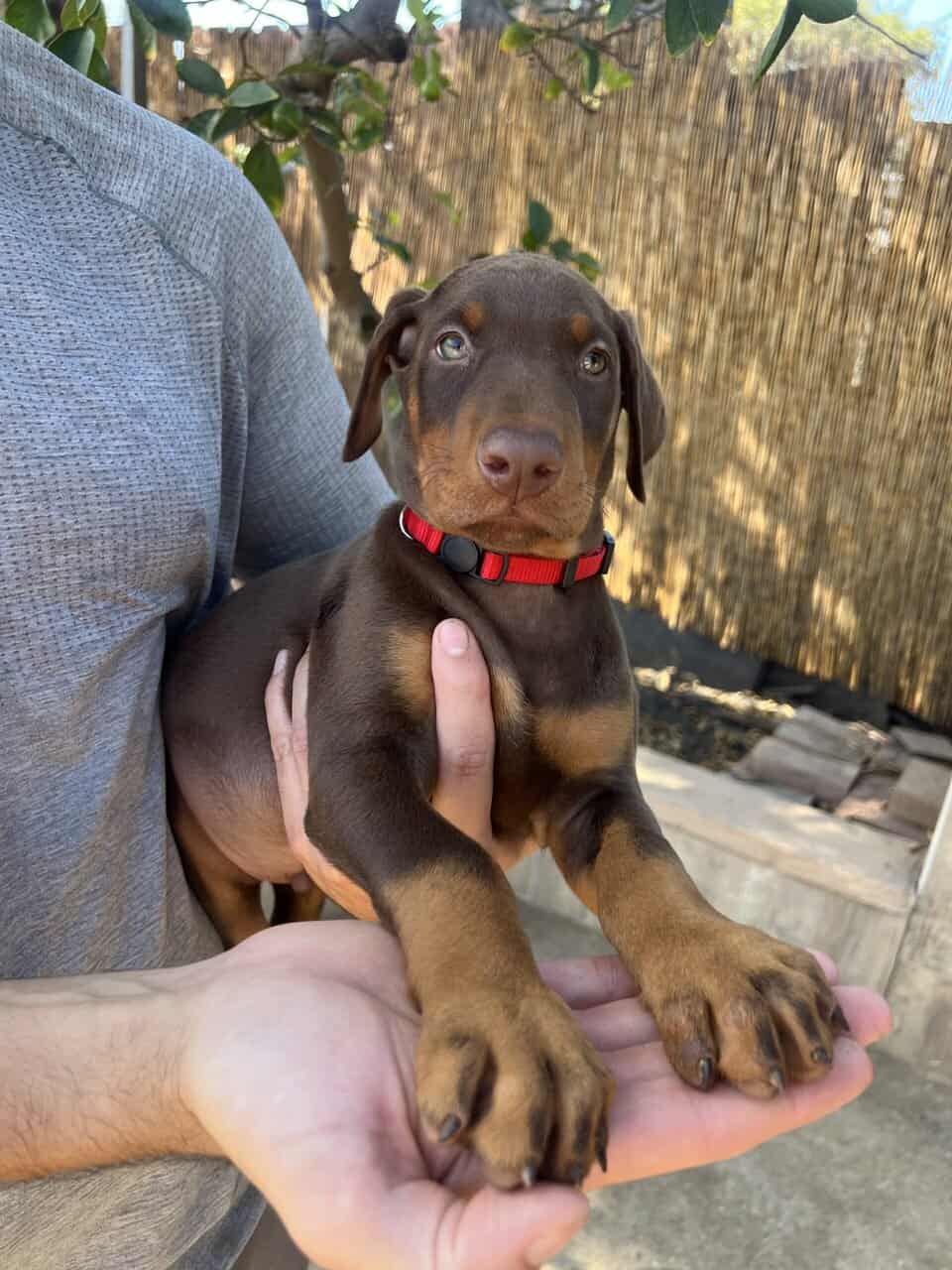 European Doberman puppies image 1