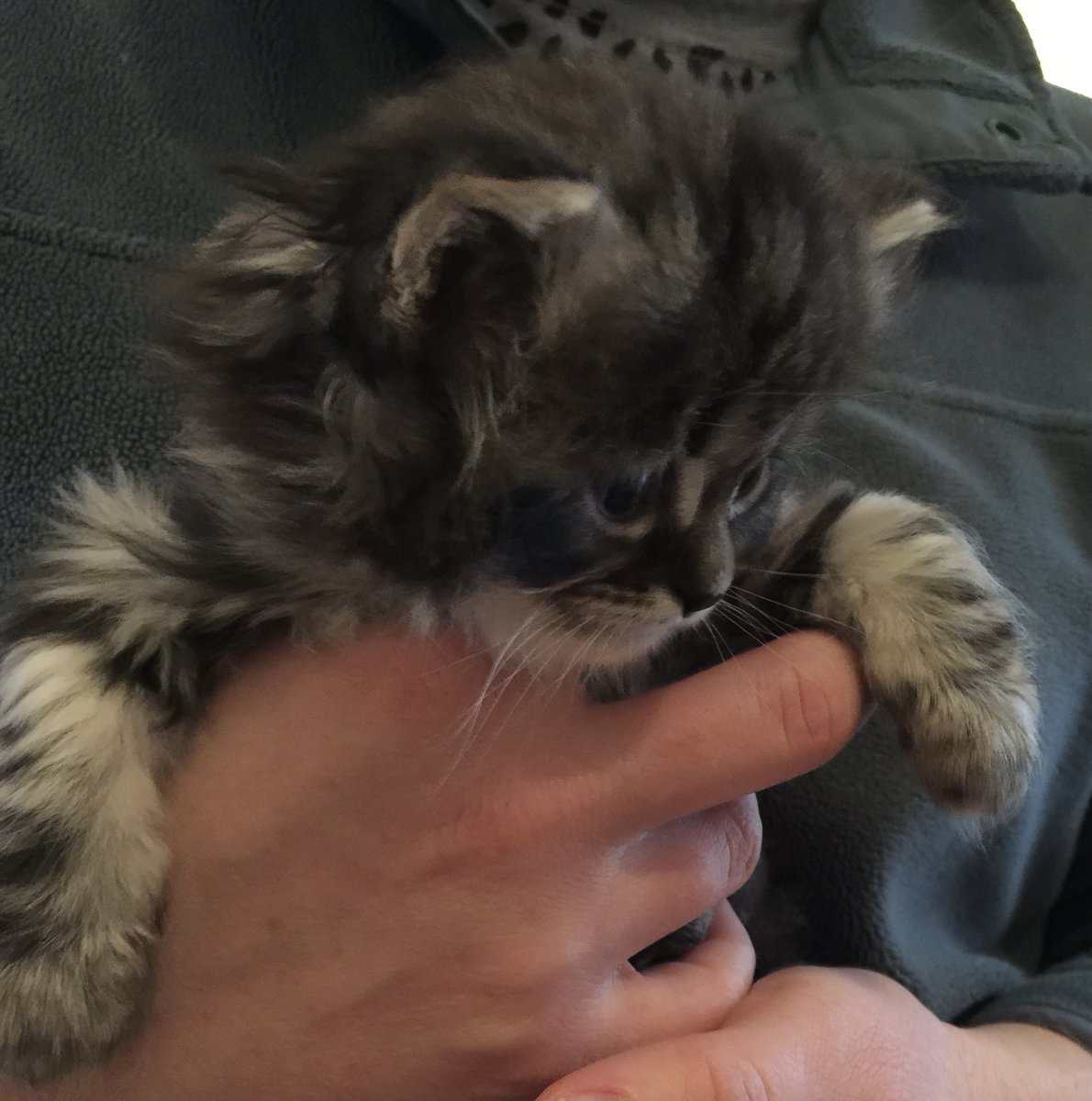 Marble Lynx Ragdoll Kitten image 3
