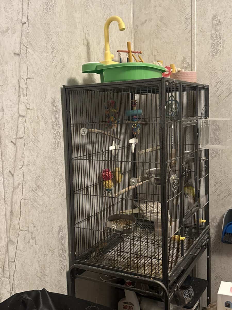 Parakeet, cockatiel, bird cage, and accessories image 5