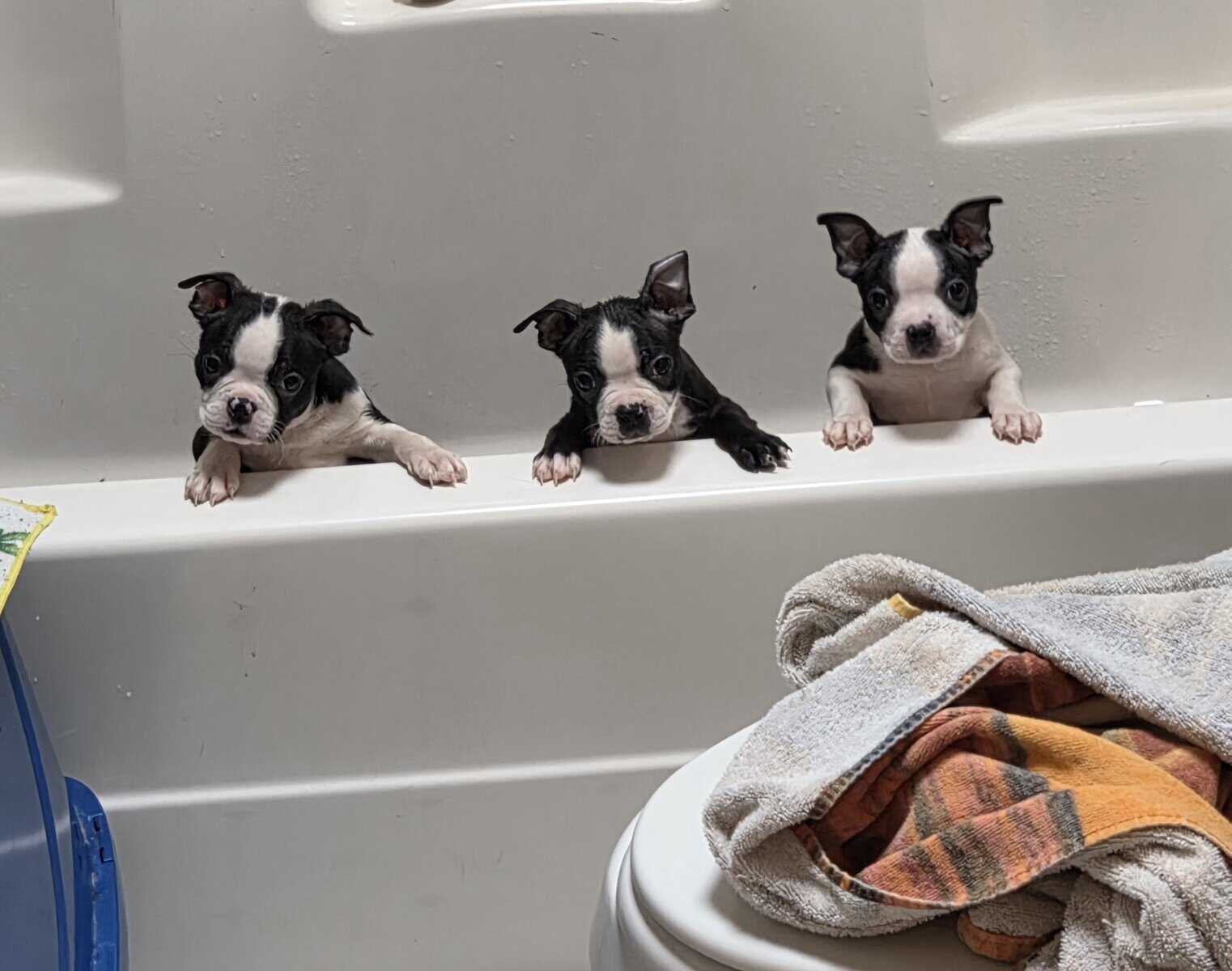 Boston Terrier Puppies image 3
