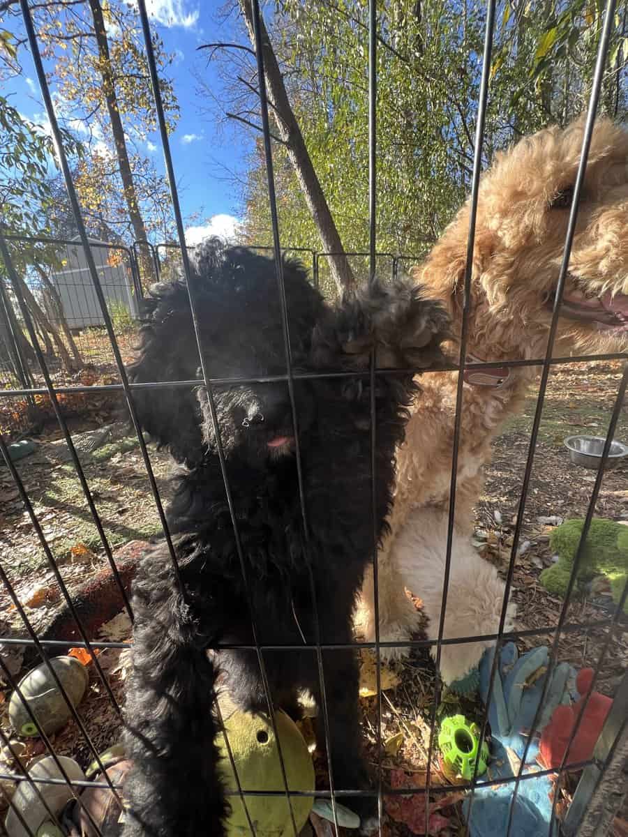 Goldendoodles girl puppy (medium) image 3