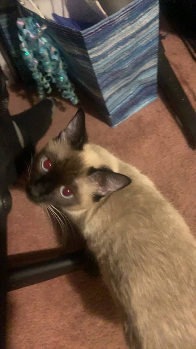 Siamese - Mix image 8