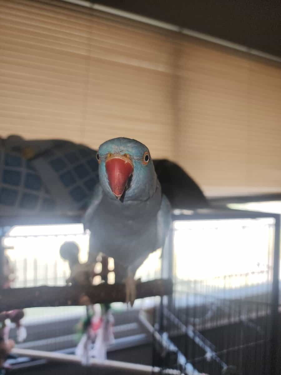 2yr old Cobalt blue indian ringneck image 4